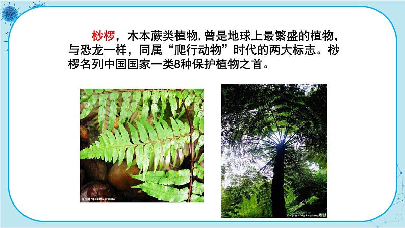 冀少版生物七年级上册 3.7 我国的珍稀植物 课件+教案08