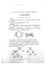 山东省泰安市宁阳县2022-2023学年七年级下学期期中考试生物试题