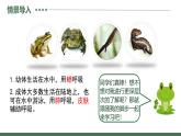 第三节 两栖动物的生殖和发育 课件PPT