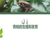 第三节 两栖动物的生殖和发育 课件PPT