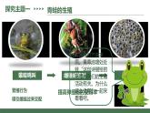 第三节 两栖动物的生殖和发育 课件PPT