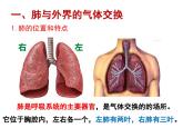 4.3.2发生在肺内的气体交换1课件2020-2021学年人教版七年级生物下册