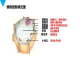 人教版七年级生物上册第二单元第一章3动物细胞