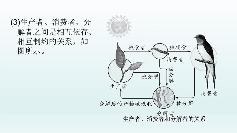 初中生物中考复习 第2课  生态系统  2021届中考复习生物课件第4页