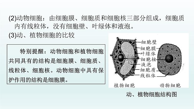 初中生物中考复习 第4课 生物体的结构层次  2021届中考复习生物课件第4页