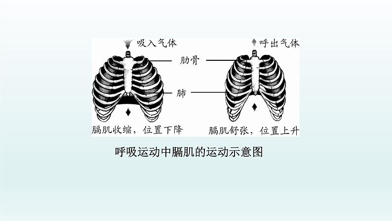 初中生物中考复习 第11课 人体的呼吸 2021届中考复习生物课件第8页