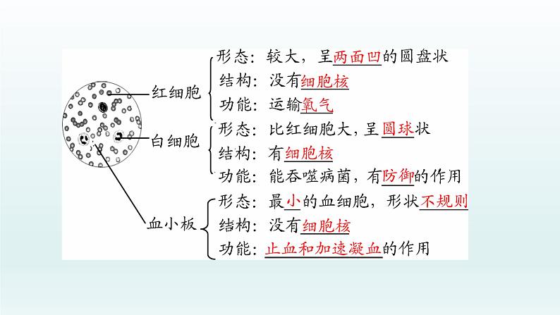 初中生物中考复习 第12课 人体内物质的运输  2021届中考复习生物课件03