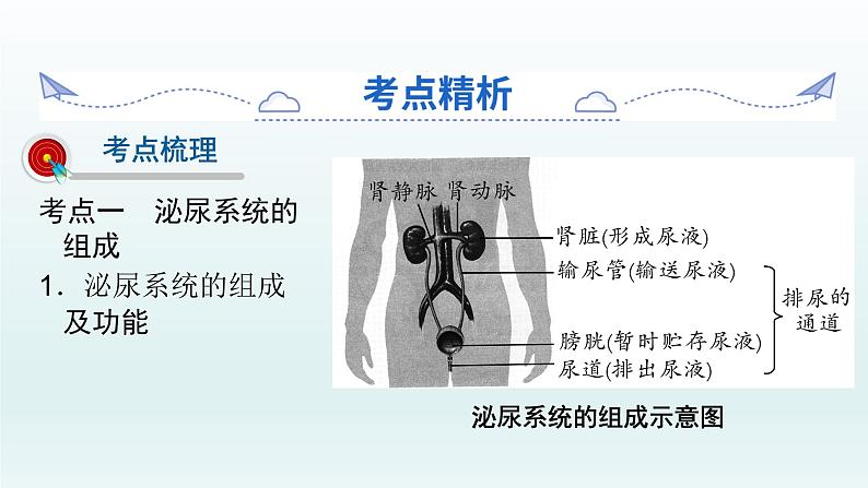 初中生物中考复习 第13课 人体内废物的排出  2021届中考复习生物课件第2页