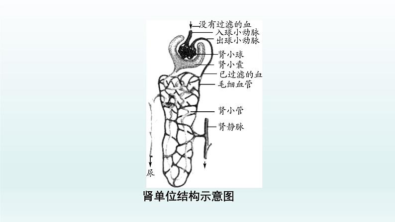 初中生物中考复习 第13课 人体内废物的排出  2021届中考复习生物课件第4页