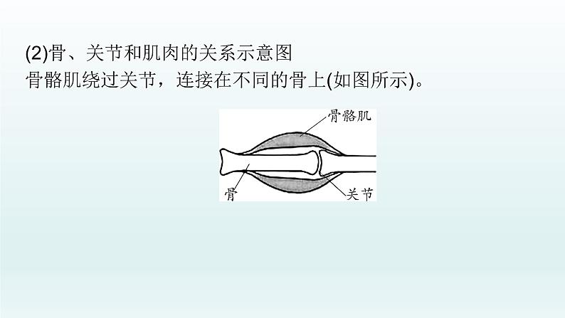 初中生物中考复习 第16课 动物的运动和行为、 动物在生物圈中的作用 2021届中考复习生物课件05