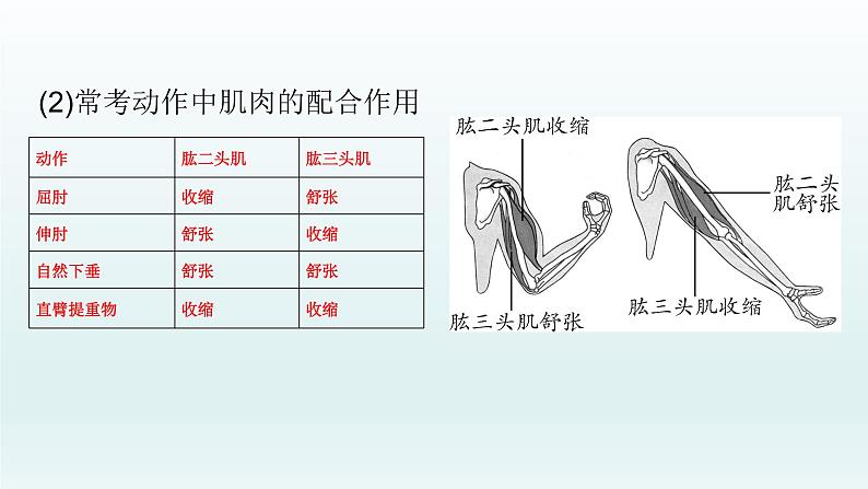 初中生物中考复习 第16课 动物的运动和行为、 动物在生物圈中的作用 2021届中考复习生物课件07