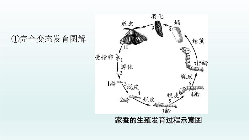 初中生物中考复习 第19课 2021届中考复习生物课件07