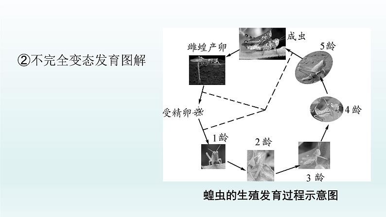 初中生物中考复习 第19课 2021届中考复习生物课件08