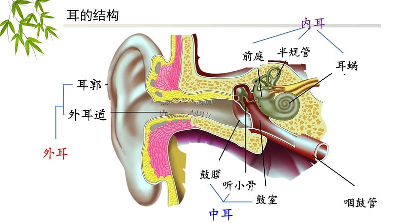 人教版七年级下册4.6.1人体对外界环境的感知（第二课时）----听觉的形成课件05