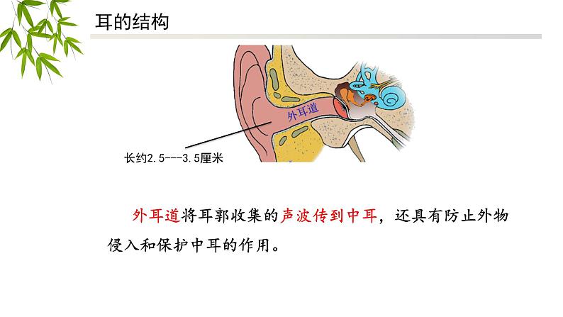 人教版七年级下册4.6.1人体对外界环境的感知（第二课时）----听觉的形成课件07