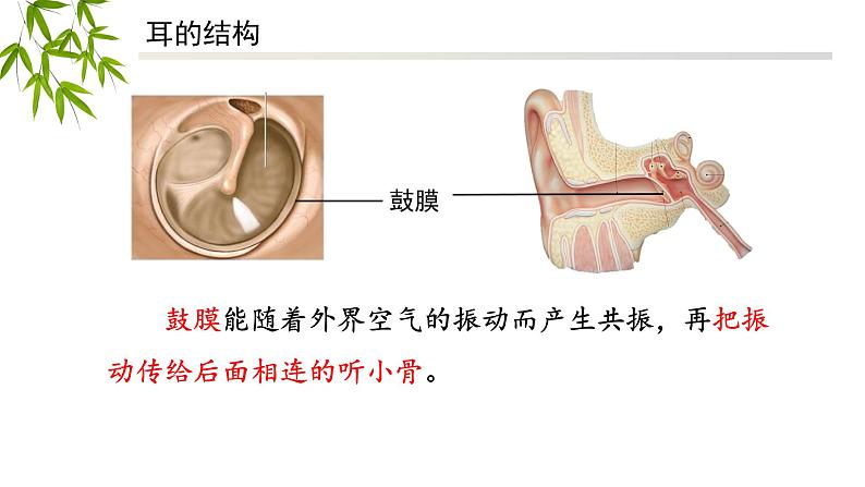 人教版七年级下册4.6.1人体对外界环境的感知（第二课时）----听觉的形成课件08