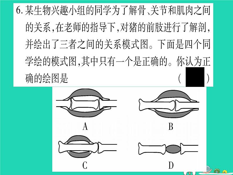 初中生物中考复习 中考生物总复习八上第5单元第15章动物的运动习题课件07