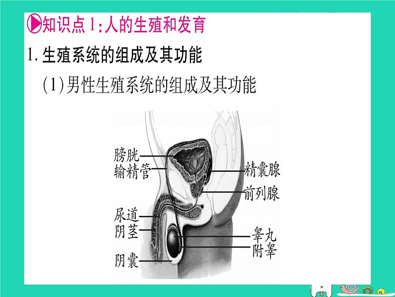 初中生物中考复习 中考生物总复习八上第6单元第19章生物的生殖和发育课件03