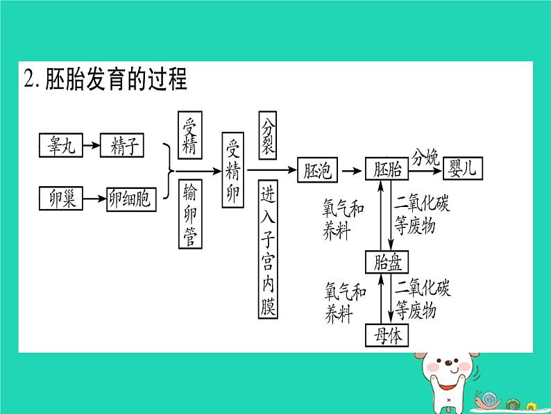 初中生物中考复习 中考生物总复习八上第6单元第19章生物的生殖和发育课件07