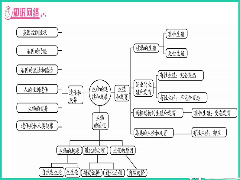 初中生物中考复习 中考生物总复习第二篇知能综合突破专题5生物的生殖发育和遗传课件第2页