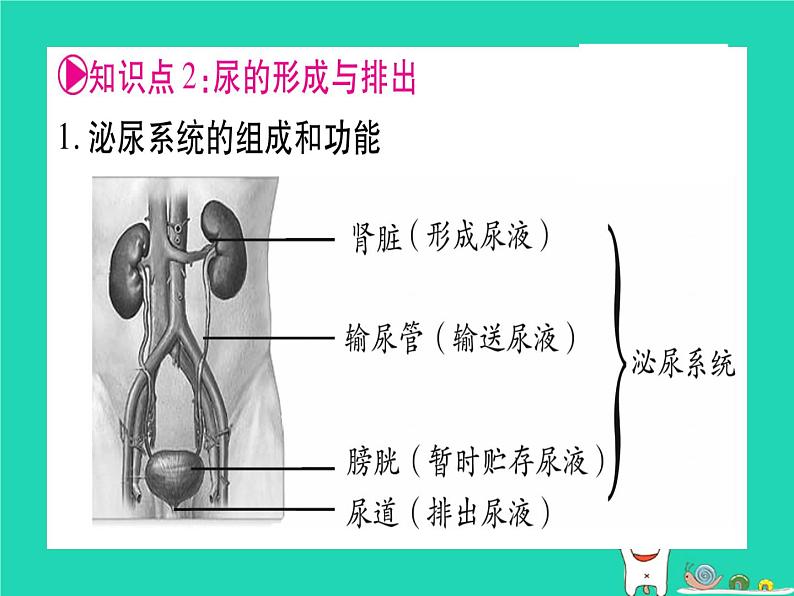 初中生物中考复习 中考生物总复习七下第4单元第11章人体代谢废物的排出课件05