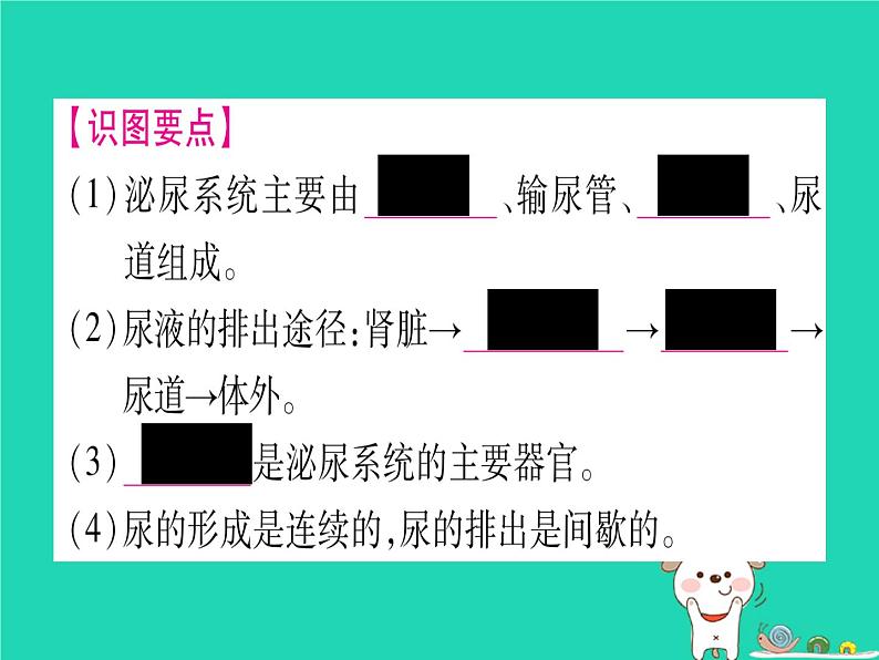 初中生物中考复习 中考生物总复习七下第4单元第11章人体代谢废物的排出课件06