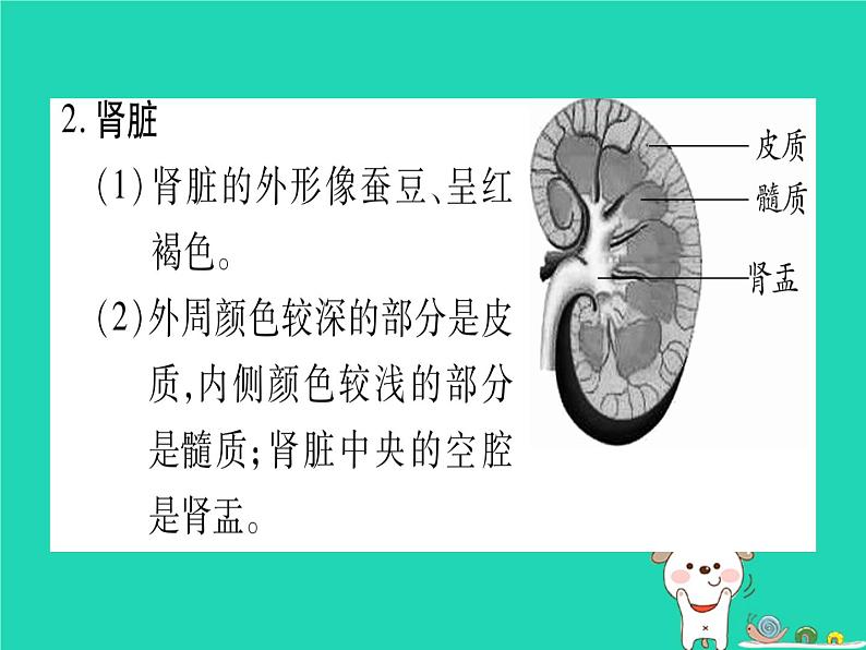 初中生物中考复习 中考生物总复习七下第4单元第11章人体代谢废物的排出课件07