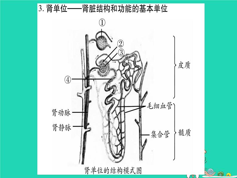 初中生物中考复习 中考生物总复习七下第4单元第11章人体代谢废物的排出课件08