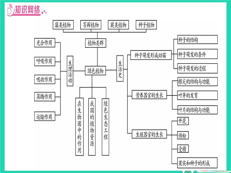 初中生物中考复习 中考生物总复习第二篇知能综合突破专题2生物圈中的绿色植物课件02