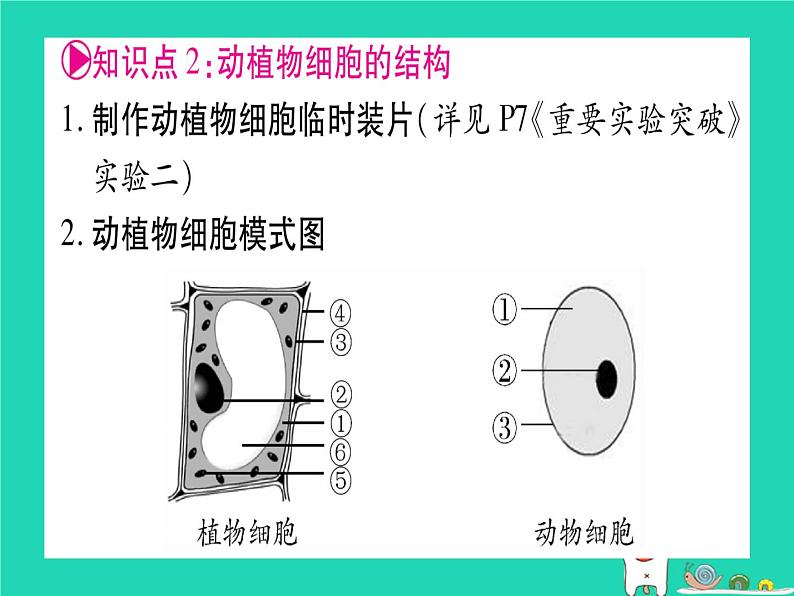 初中生物中考复习 中考生物总复习七上第2单元第3章细胞课件06