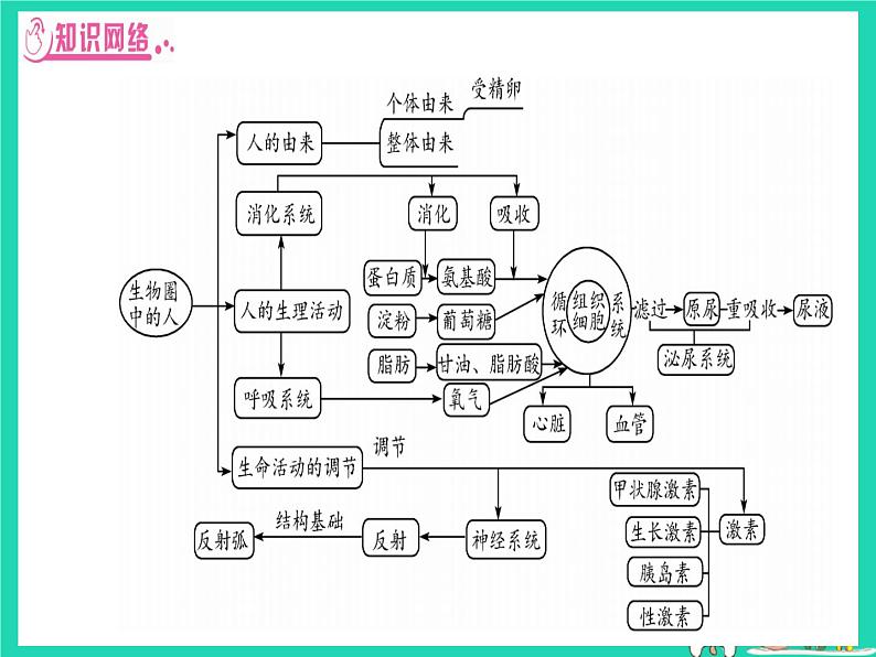 初中生物中考复习 中考生物总复习第二篇知能综合突破专题3生物圈中的人课件02