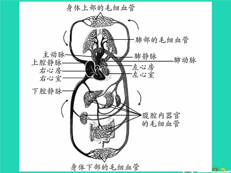 初中生物中考复习 中考生物总复习第二篇知能综合突破专题3生物圈中的人课件04