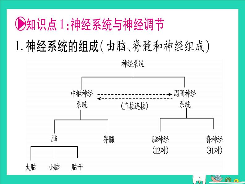 初中生物中考复习 中考生物总复习七下第4单元第12章人体的自我调节课件02