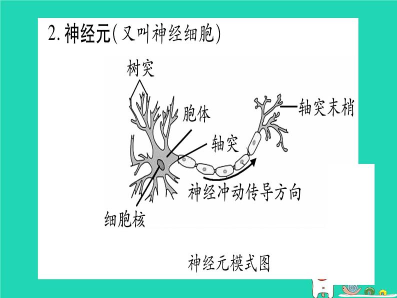 初中生物中考复习 中考生物总复习七下第4单元第12章人体的自我调节课件03