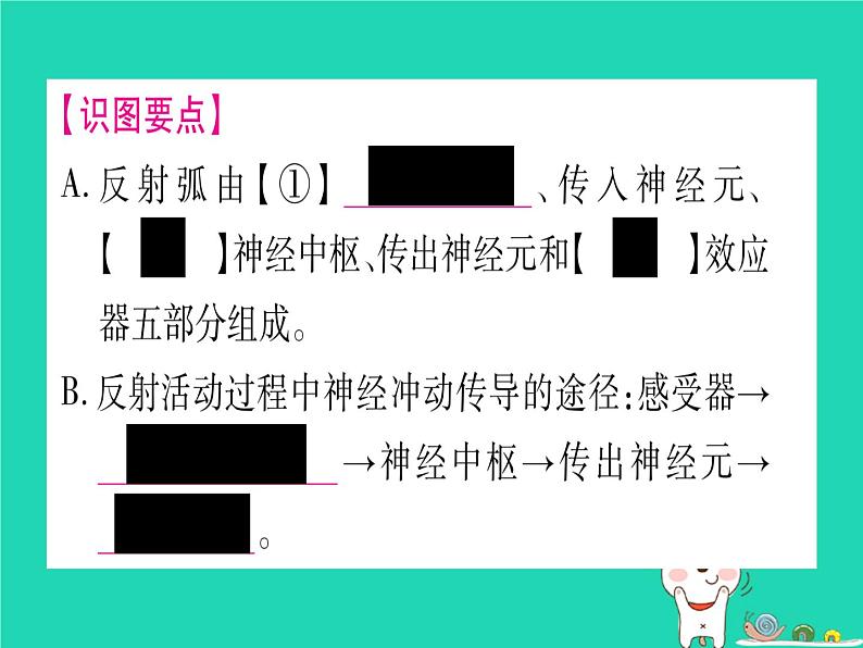 初中生物中考复习 中考生物总复习七下第4单元第12章人体的自我调节课件07