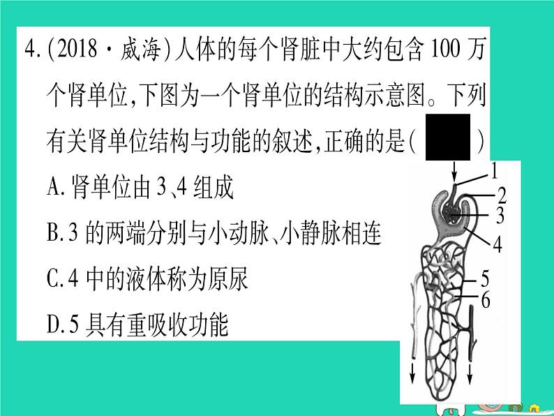 初中生物中考复习 中考生物总复习七下第4单元第11章人体代谢废物的排出习题课件第5页