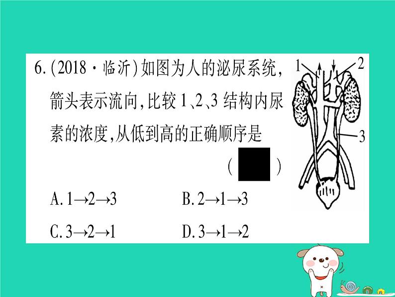 初中生物中考复习 中考生物总复习七下第4单元第11章人体代谢废物的排出习题课件第7页