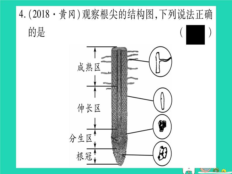 初中生物中考复习 中考生物总复习七上第3单元第6章绿色开花植物的生活史第7章绿色植物与生物圈习题课件第6页