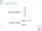 10.1 血液与血型（第二课时）-七年级生物下册同步精品课堂（苏教版）课件PPT