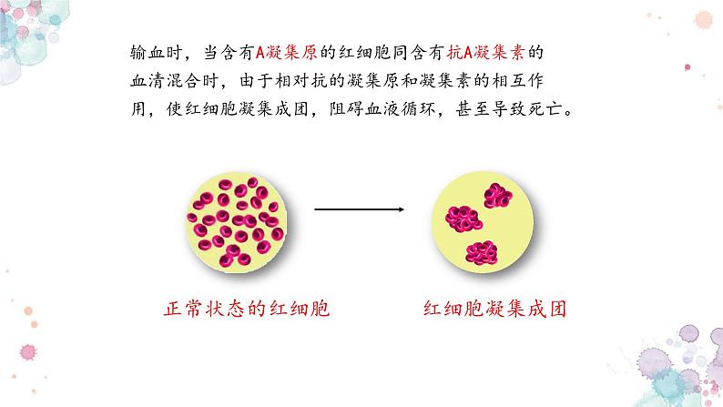 10.1 血液与血型（第二课时）-七年级生物下册同步精品课堂（苏教版）课件PPT08