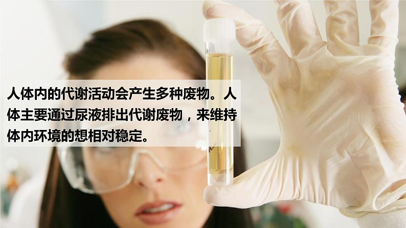 11.1 人体泌尿系统的组成-七年级生物下册同步精品课堂（苏教版）课件PPT02