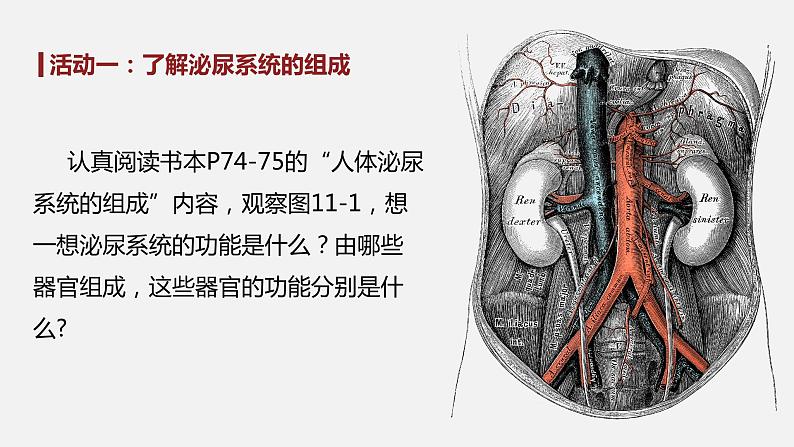 11.1 人体泌尿系统的组成-七年级生物下册同步精品课堂（苏教版）课件PPT03