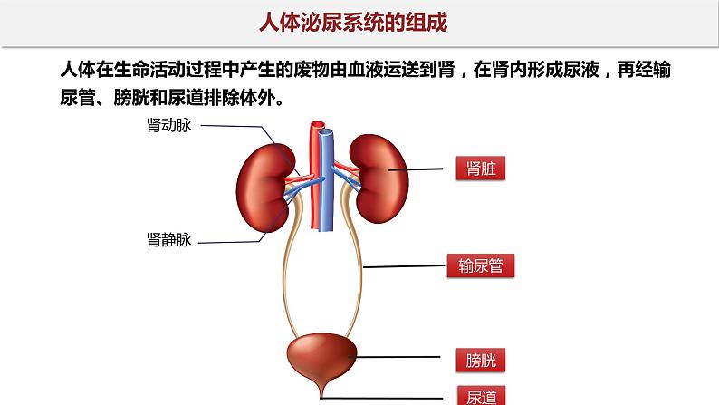 11.1 人体泌尿系统的组成-七年级生物下册同步精品课堂（苏教版）课件PPT04