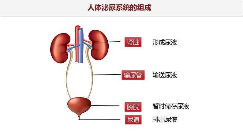 11.1 人体泌尿系统的组成-七年级生物下册同步精品课堂（苏教版）课件PPT05