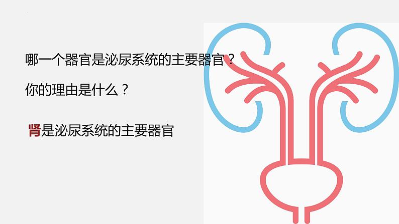 11.1 人体泌尿系统的组成-七年级生物下册同步精品课堂（苏教版）课件PPT06