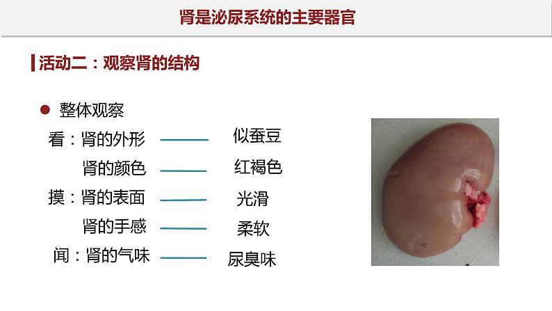 11.1 人体泌尿系统的组成-七年级生物下册同步精品课堂（苏教版）课件PPT07