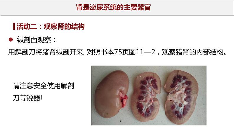 11.1 人体泌尿系统的组成-七年级生物下册同步精品课堂（苏教版）课件PPT08