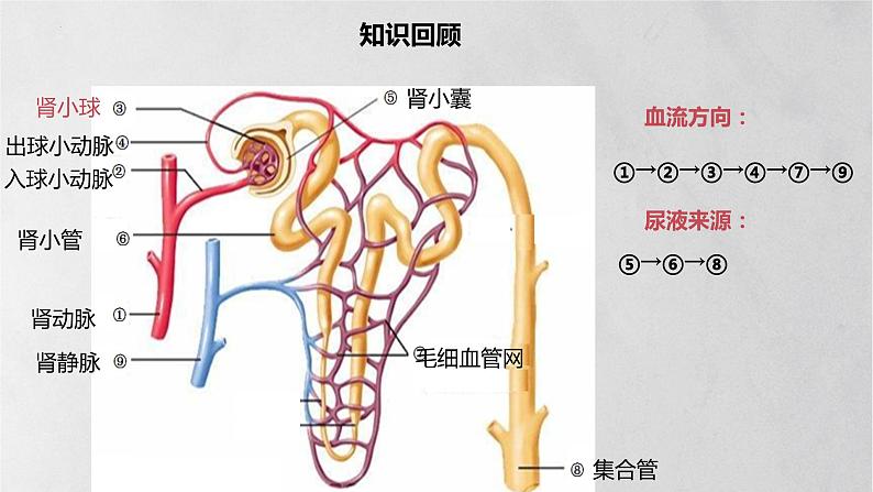 11.2 人体废物的排出-七年级生物下册同步精品课堂（苏教版）课件PPT03