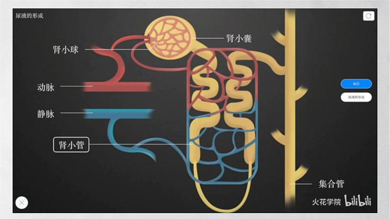 11.2 人体废物的排出-七年级生物下册同步精品课堂（苏教版）课件PPT05