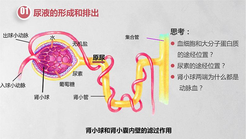 11.2 人体废物的排出-七年级生物下册同步精品课堂（苏教版）课件PPT07